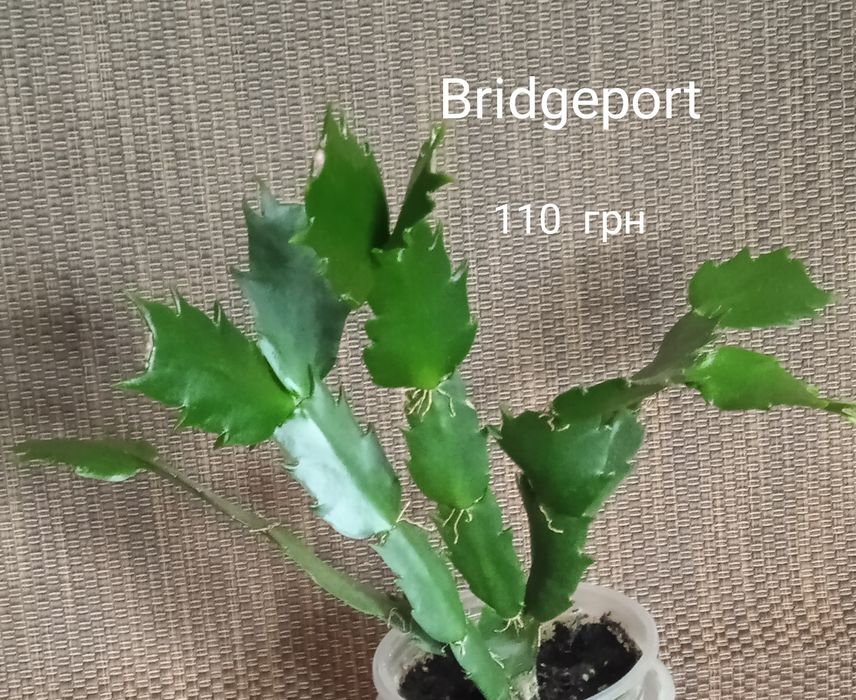 5 сортов взрослых шлмбергер,декабристов.