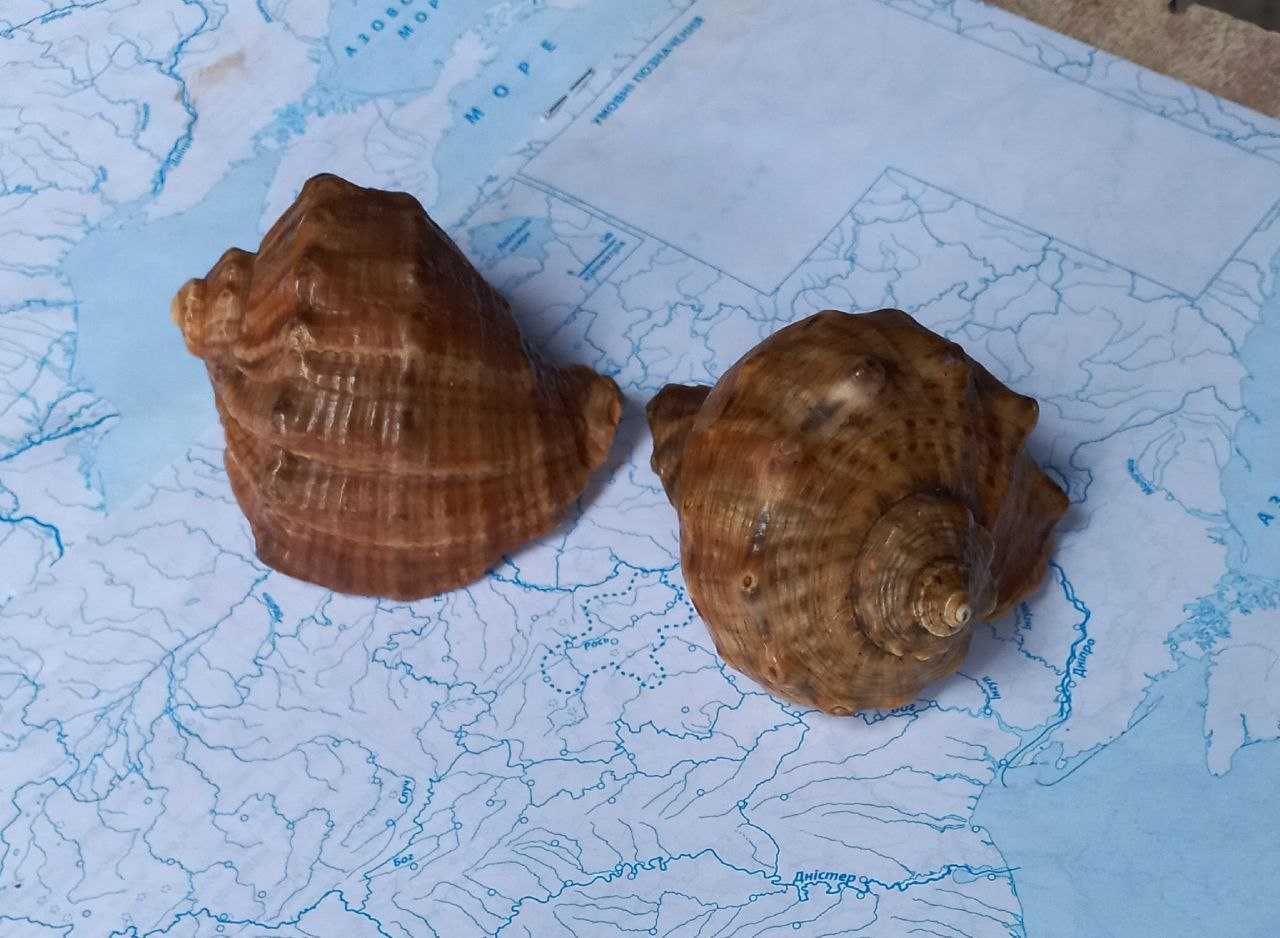 Ракушки (мушлі) морські