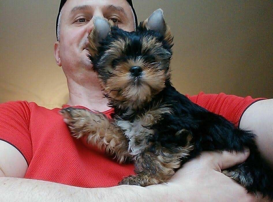 Йоркширский терьер щенки