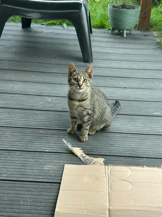 Kot, kotek, kocurek, żyje na działce, za darmo