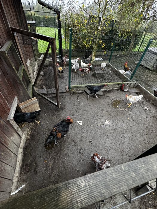 Kogut koguty włoszka australorp czubatka mix