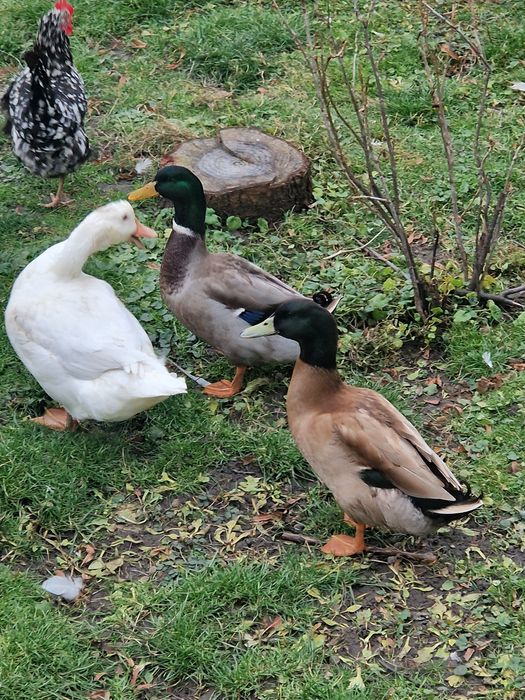 Dwa kaczory staropolskie