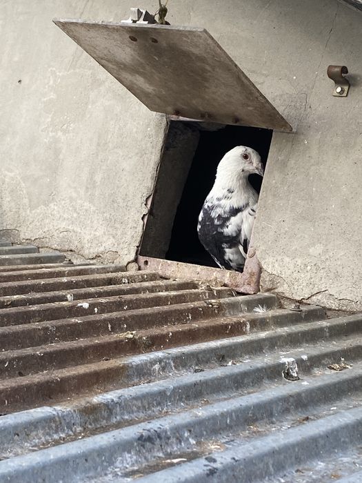 Sprzedam Młode Gołębie Tygrysie