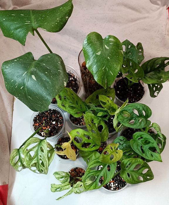 Распродажа растений