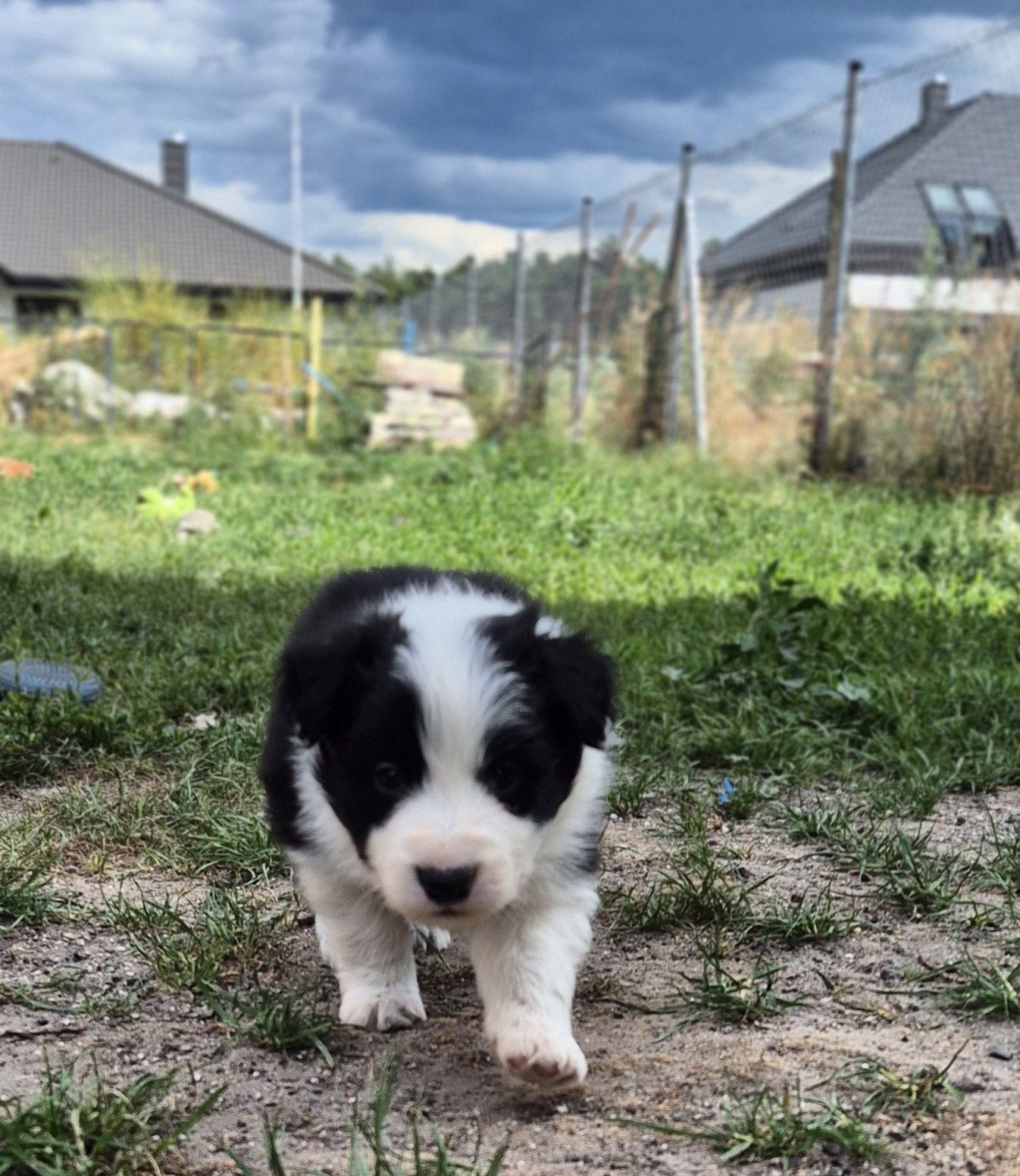 Border collie piesek