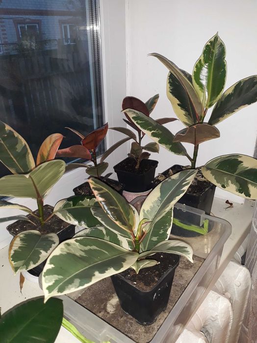 Продам фікуси ,Беліз.,Тенеке.