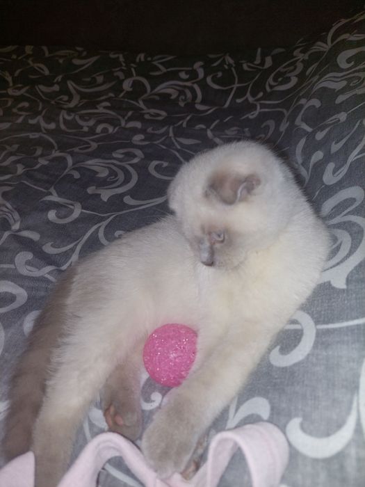 Скоттиш фолд Девочка чистокровная!