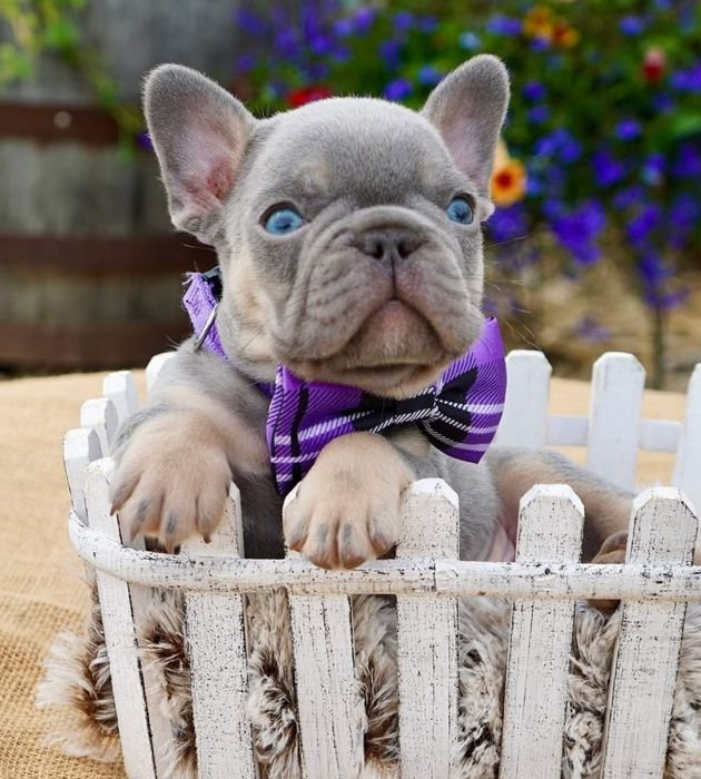 Блакитна красотулька з підпалом