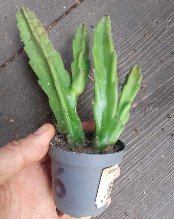 Stapelia grandiflora nr 6 duże włochate kwiaty