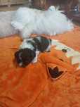 Szczeniaczek shih-tzu