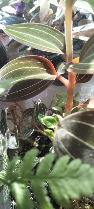 Дорогоцінна орхідея людізія