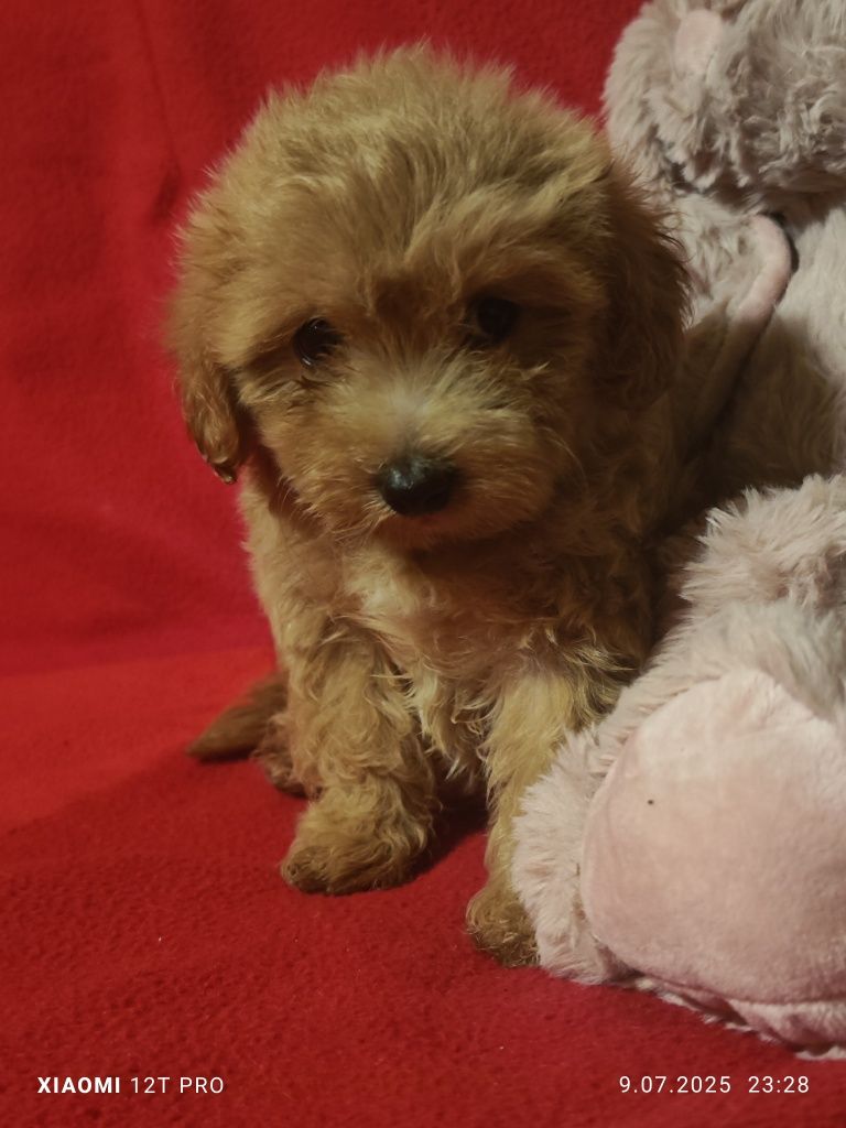 Maltipoo F1 piękna suczka