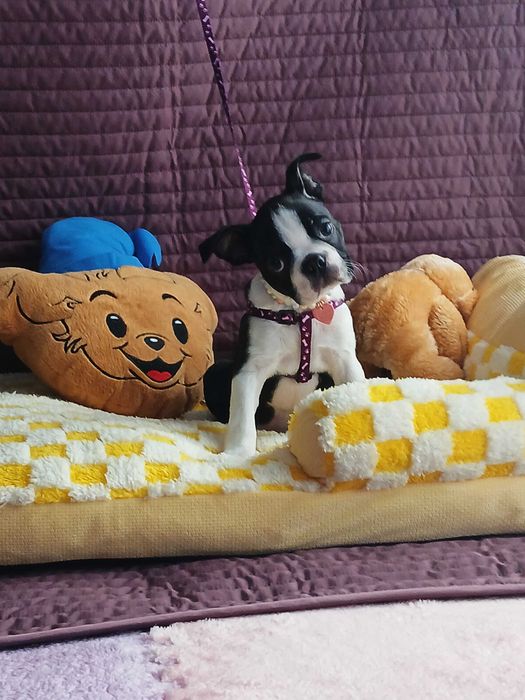 Boston Terrier piesek TOBI - nie Buldog
