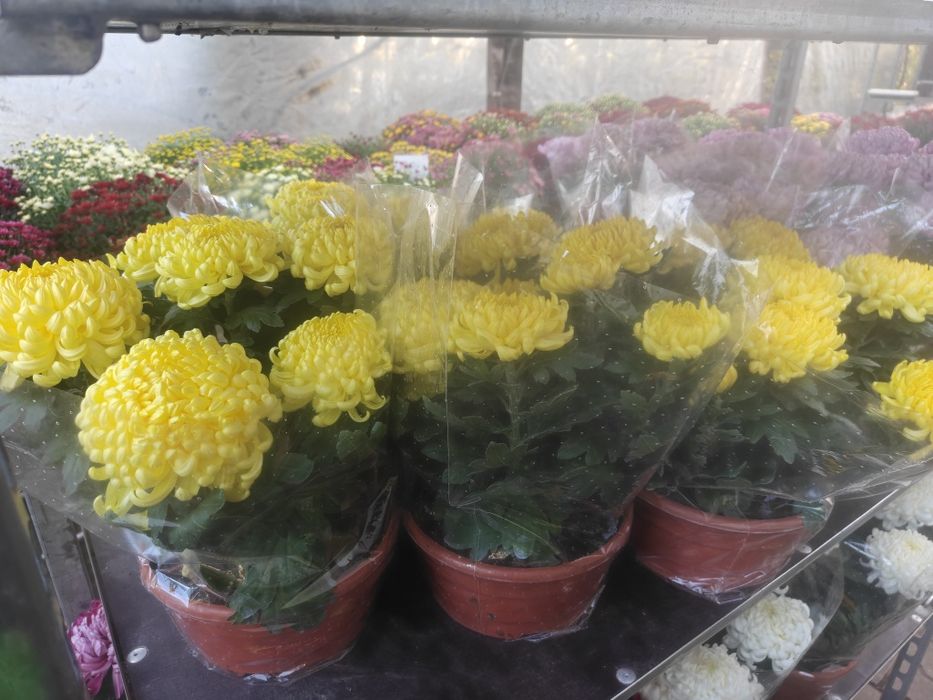 Chryzantemy drobnokwiatowe, wrzosy