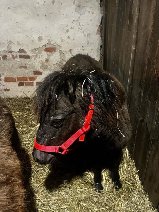 Kucyk ogierek zeszłoroczny tanio