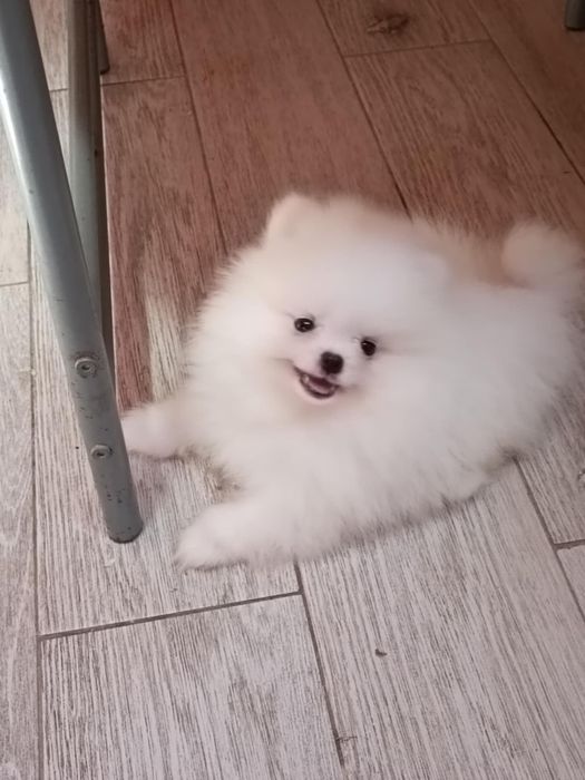 Pomeranian  suczka biała