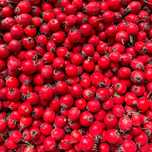 2 kg głogu + 2 kg dzikiej róży  ( owoce świeże)