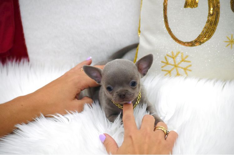 Cudny Mini XXS Liliowy piesek Chihuahua