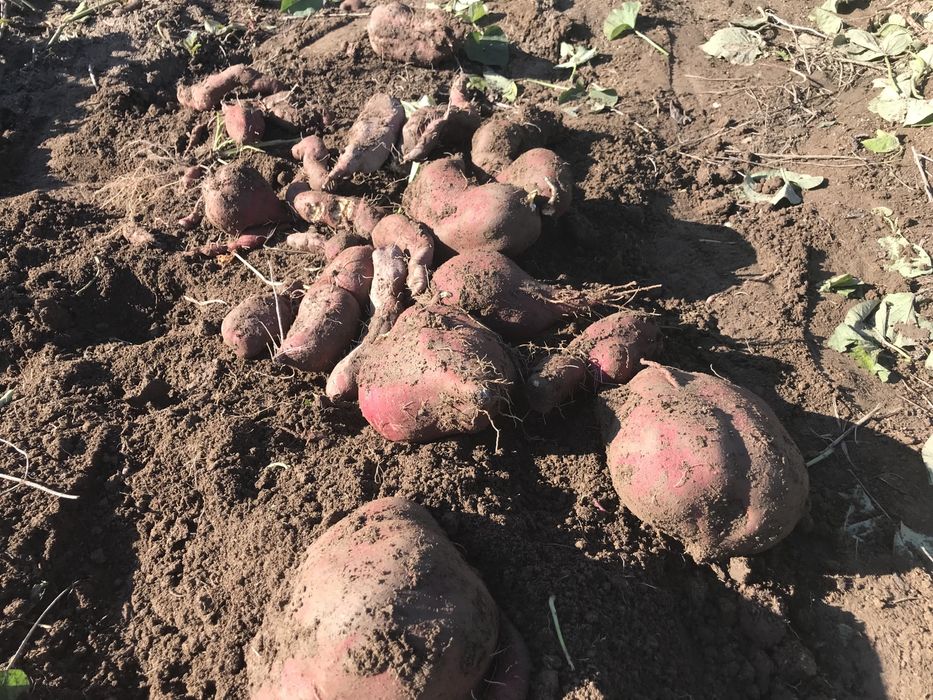 Batata Doce biologica