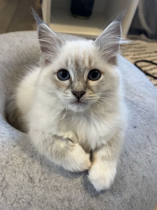 Kotka z rodowodem Ragdoll