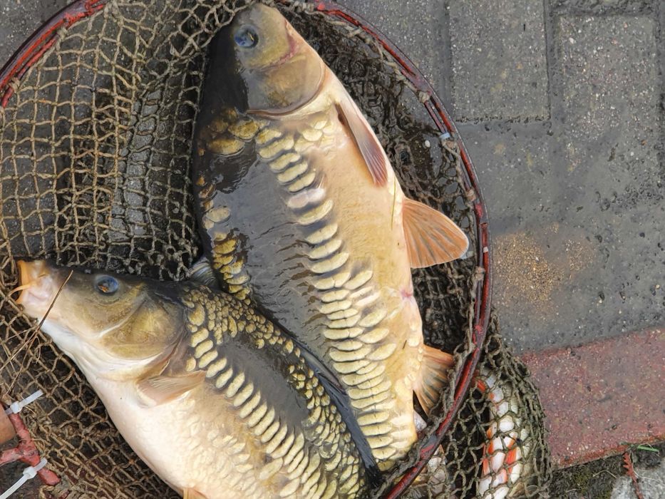 Karp Żywy Handlowy Sprzedam Hurt