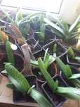 aloes Sukulent Gasteria nitida var. armstrongii