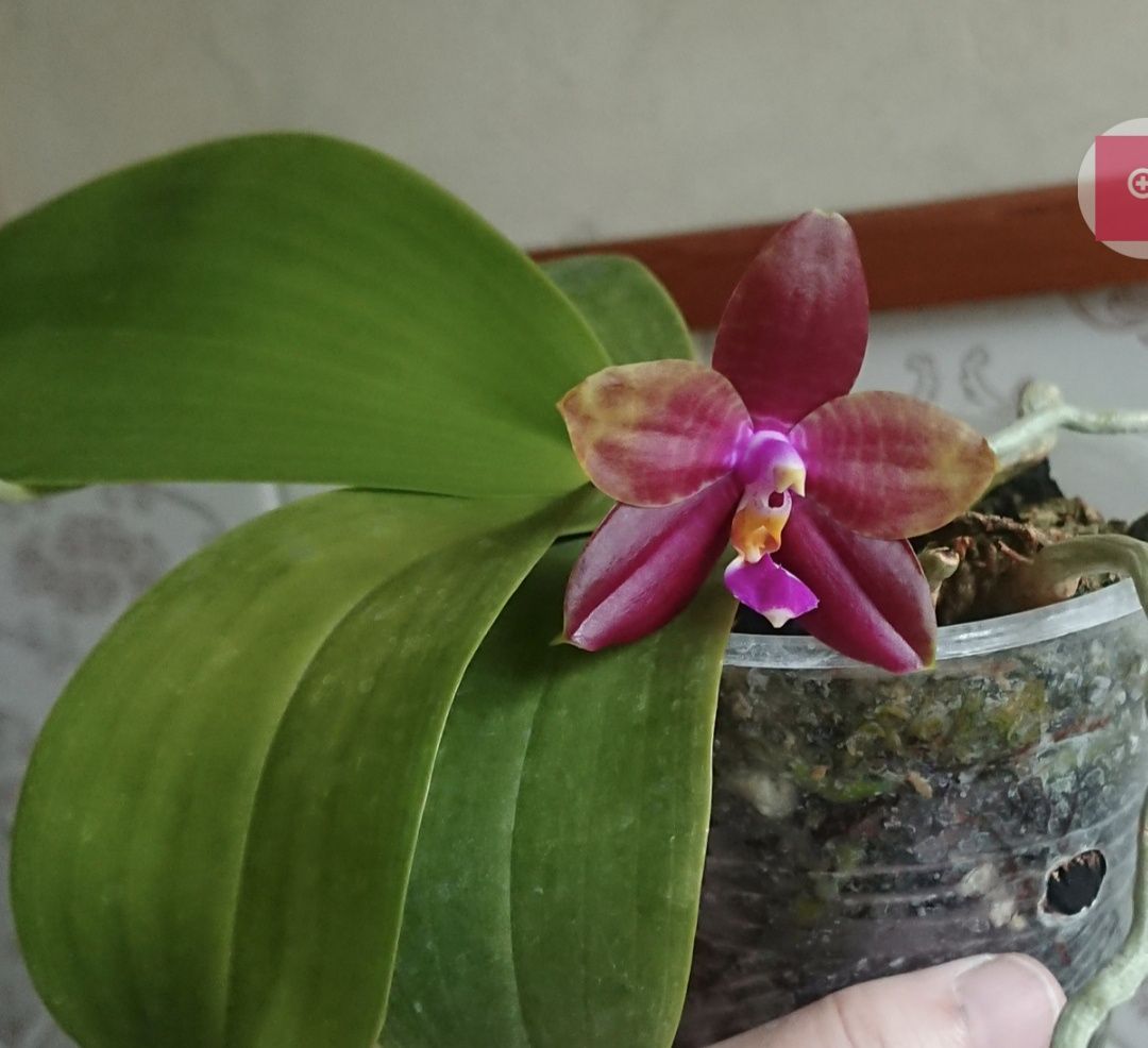 Орхидея фаленопсис Phal. Chienlung Sweetheart x LD Double Dragon..