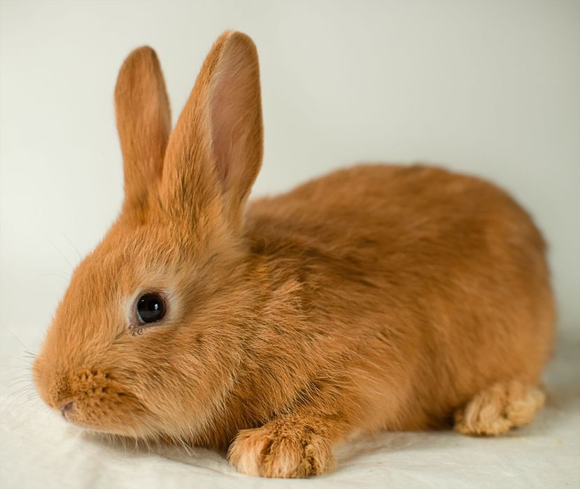 Продам кроликів.