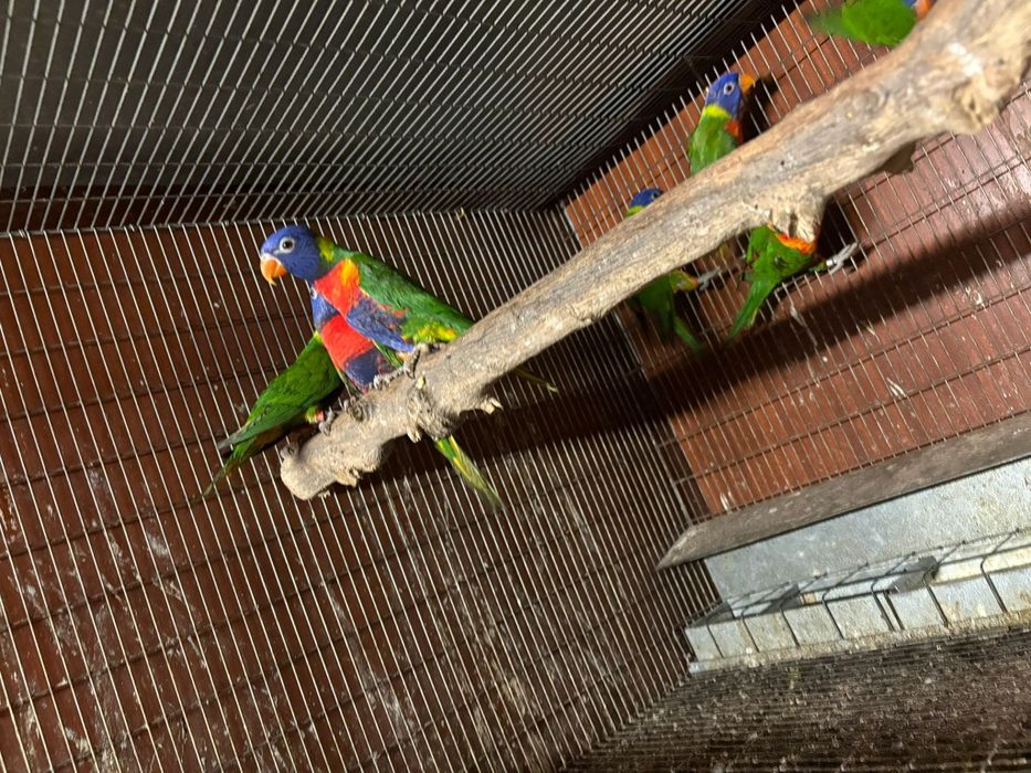 Para venda Loris molucano