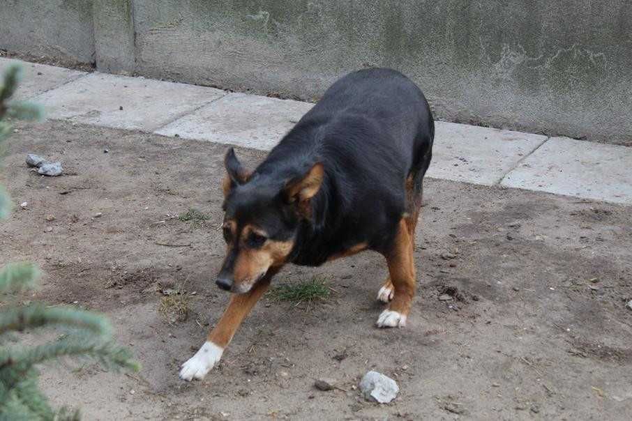 004532 Cynka szuka doświadczonego domu.