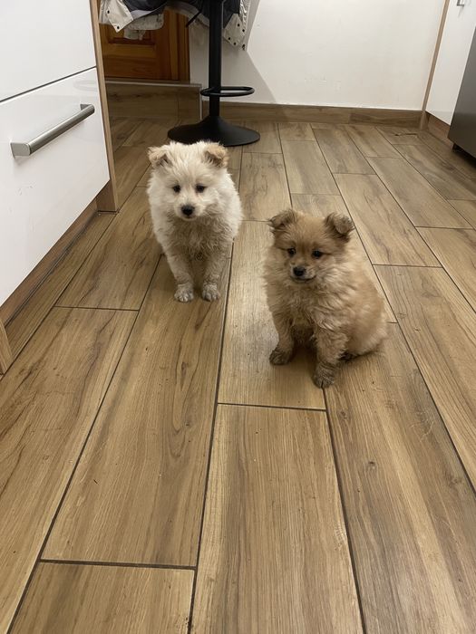 Małe pieski do oddania