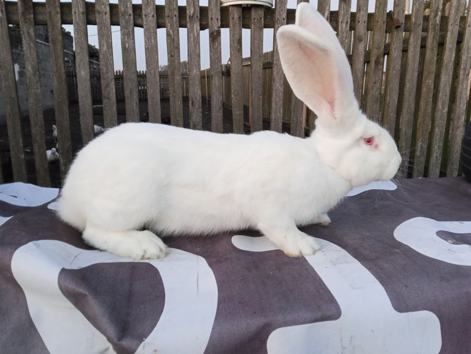 Belgijski Olbrzym Biały samica