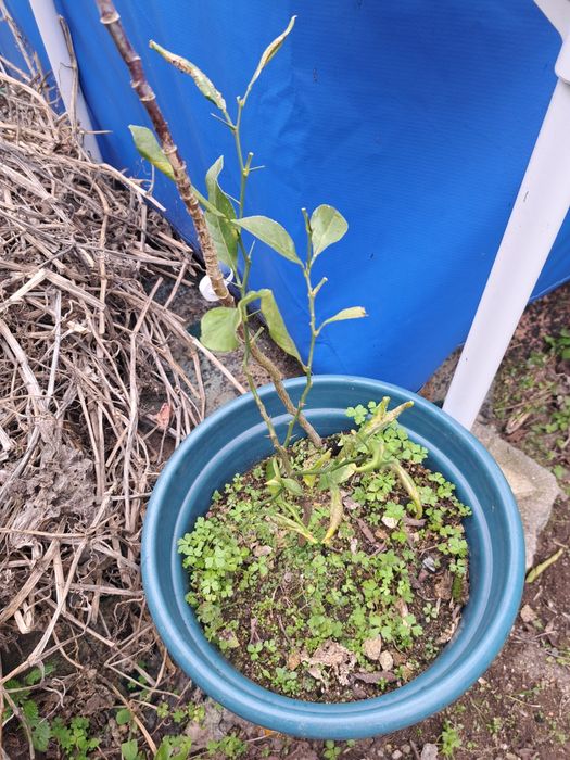 Pé limoeiro com salsa