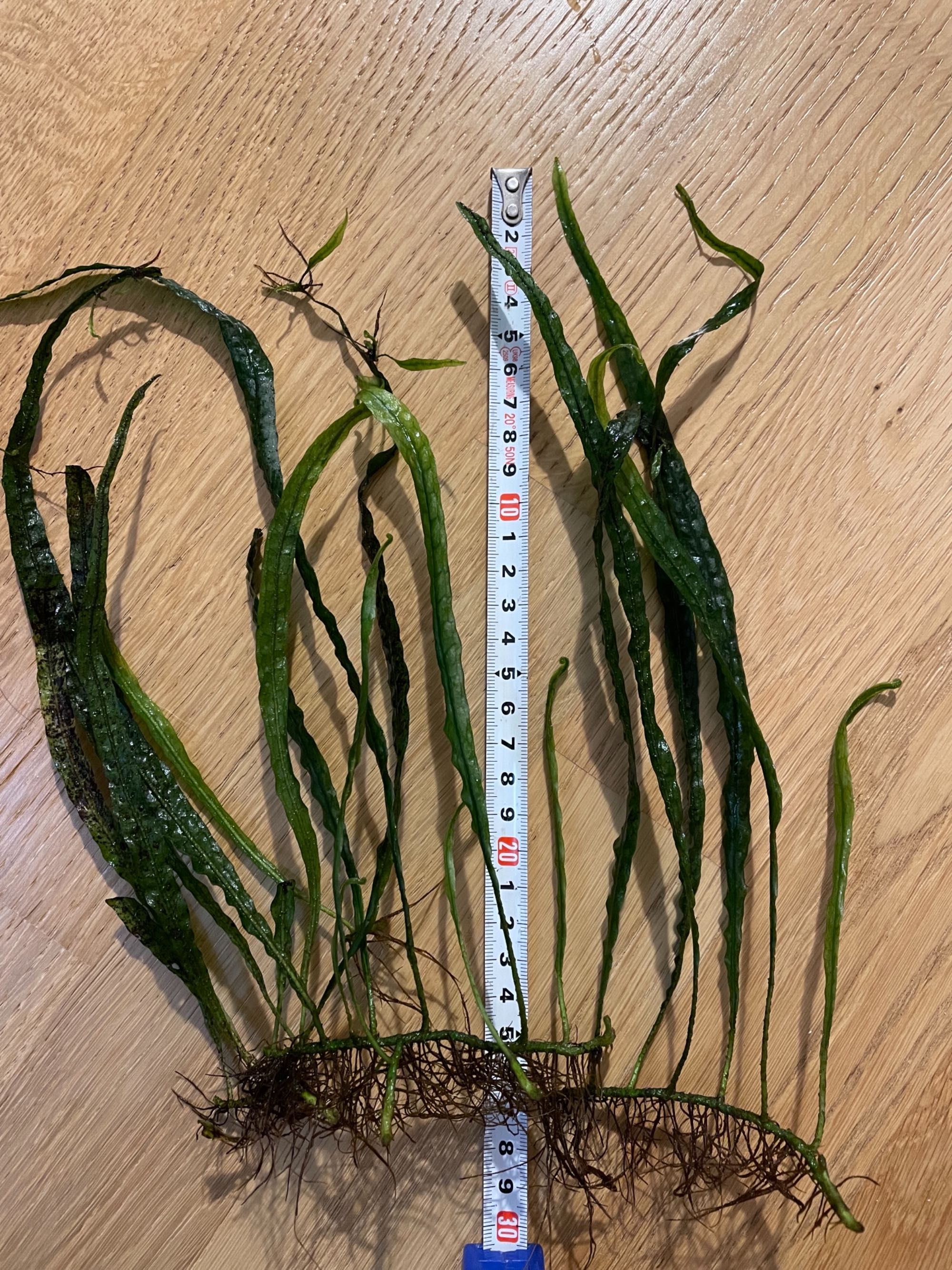 Microsorium narrow - rośliny akwariowe z domowego akwarium