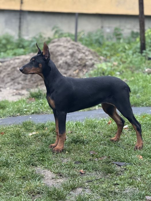 Щенок Доберман девочка