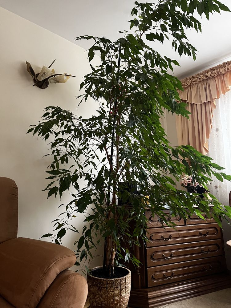 Figowiec benjamina