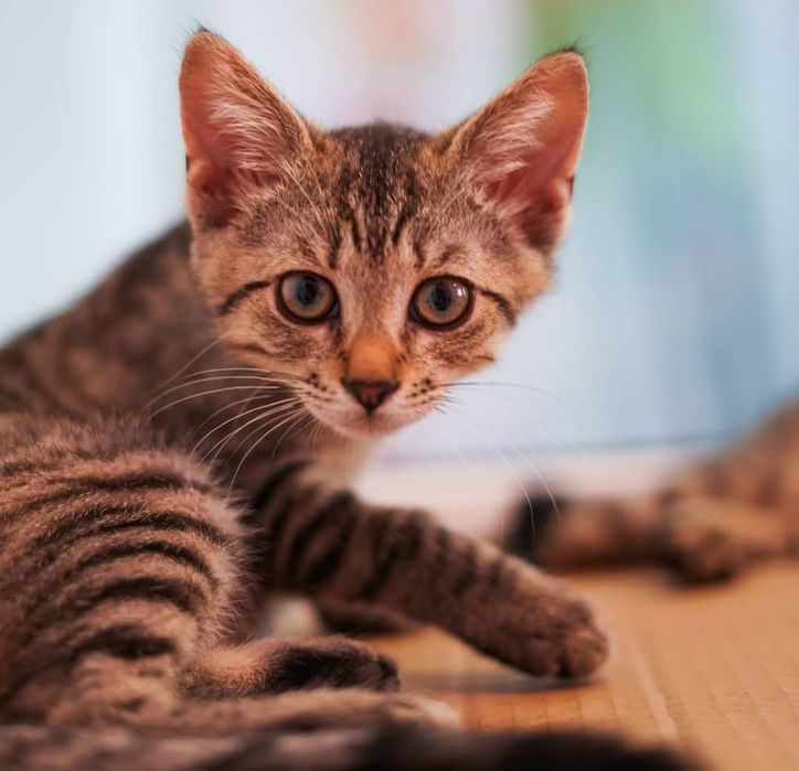 Тигровые котята бесплатно