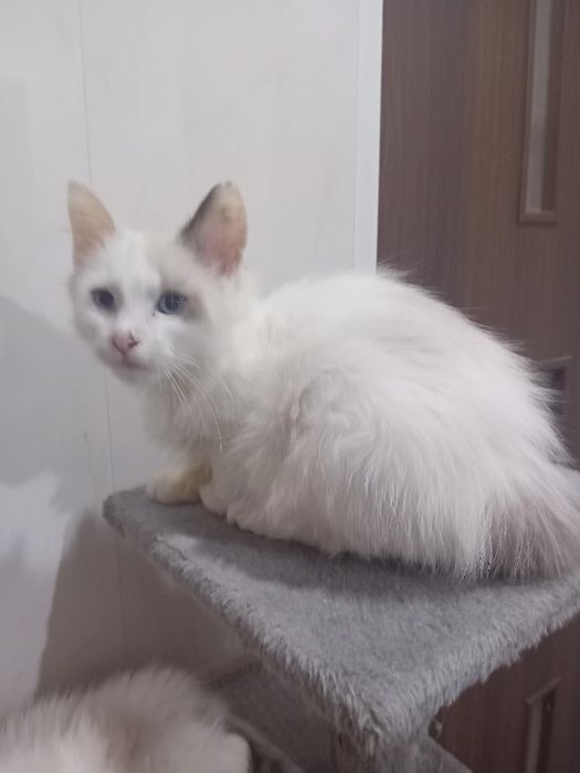 Kocurek Ragdoll kocięta