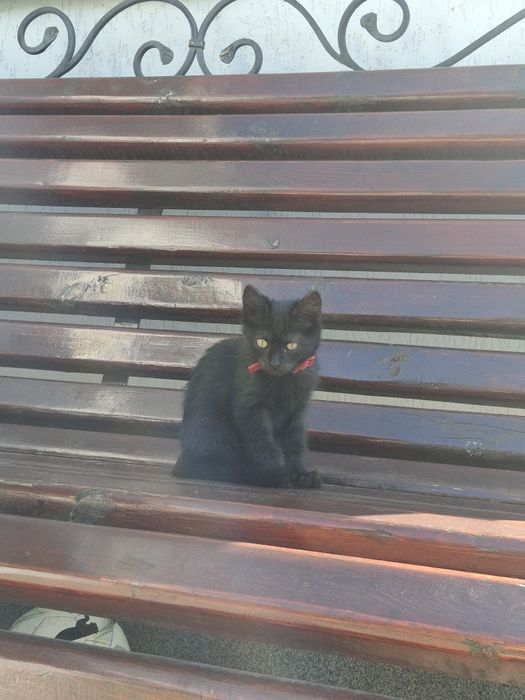 вiддам кiшечку в добрi рукии