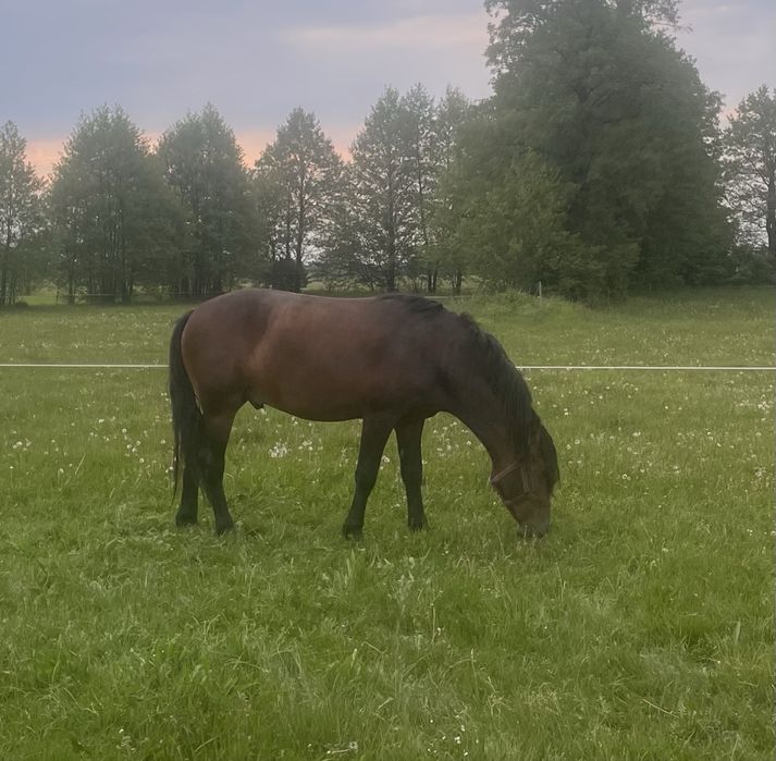 Koń ogier 3 lata