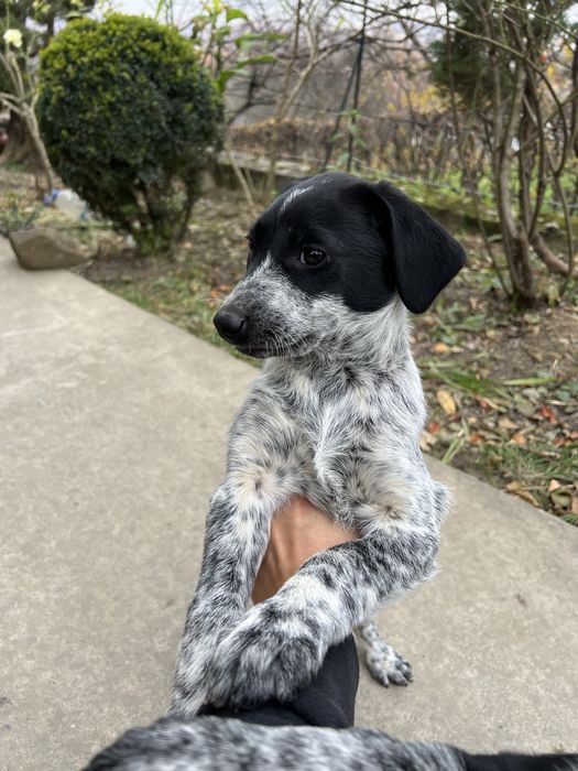 БЕЗКОШТОВНО цуценята мікс курцхаара та лайки