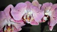 Орхидея фаленопсис подросток Сердце Дракона, Алмазное Небо