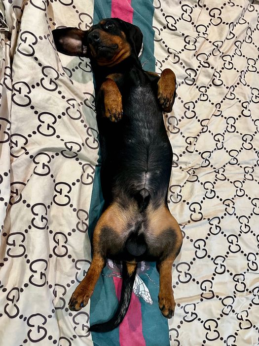 Вязка чистокровной таксы, кобель стандартный