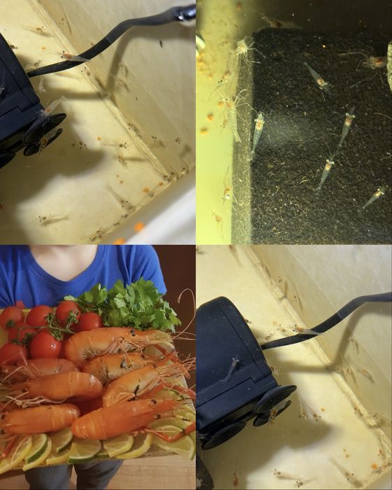 Мальок креветки Гігантської прісноводної