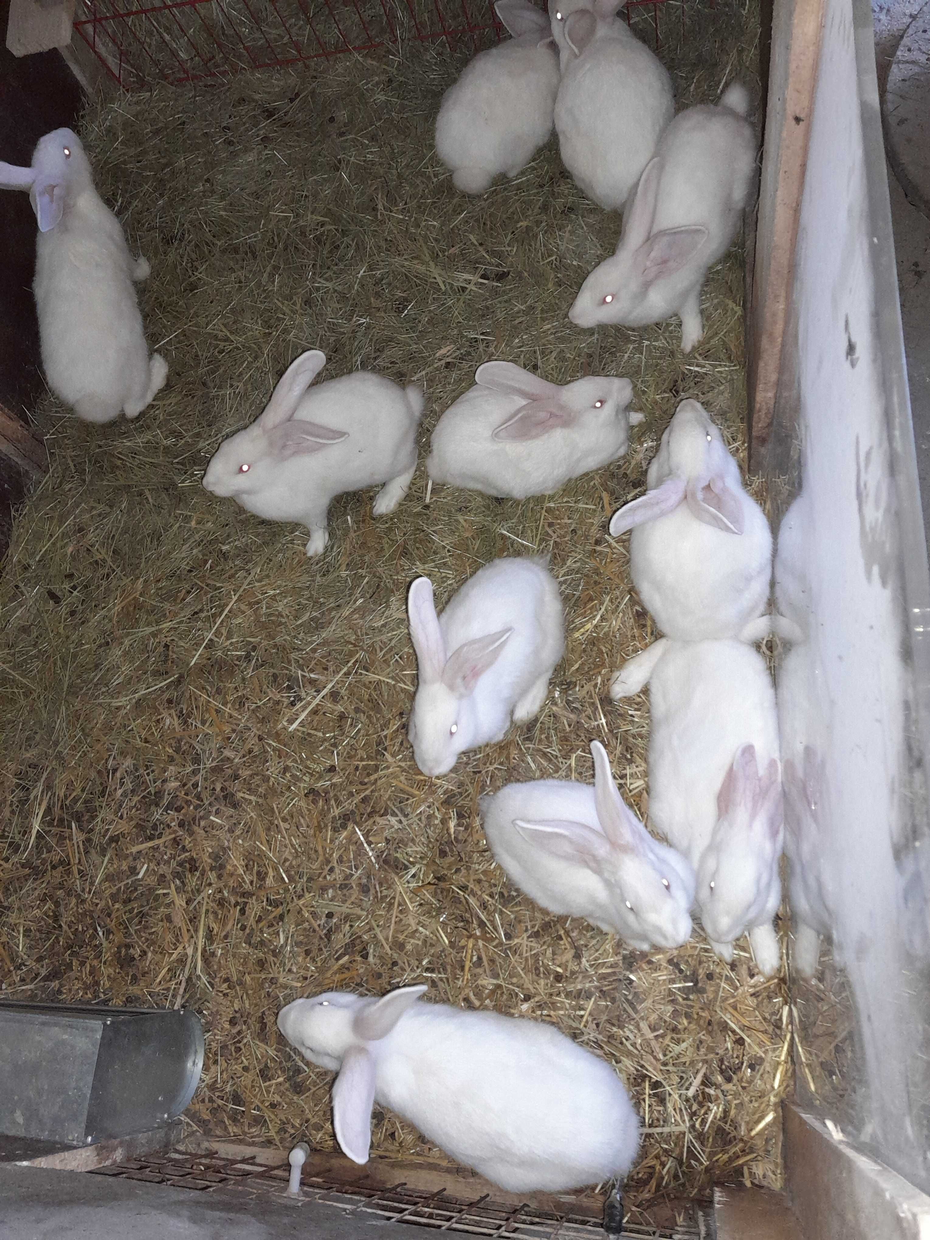 Króle w różnym wieku, od 2 do 3 miesiące