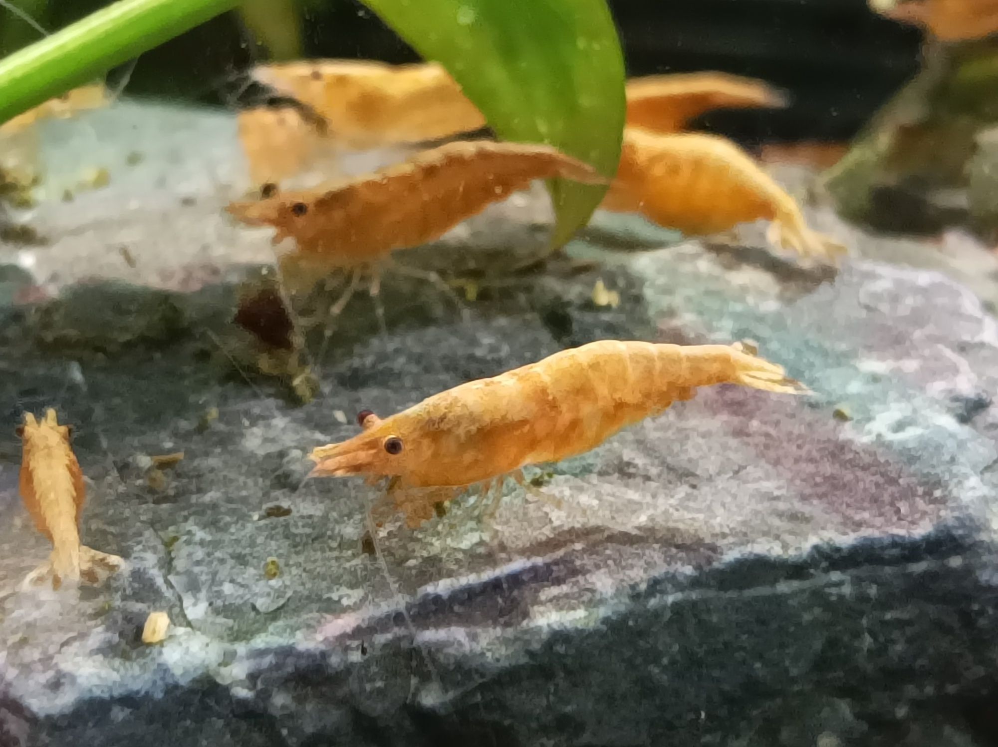 Krewetki sakura Orange