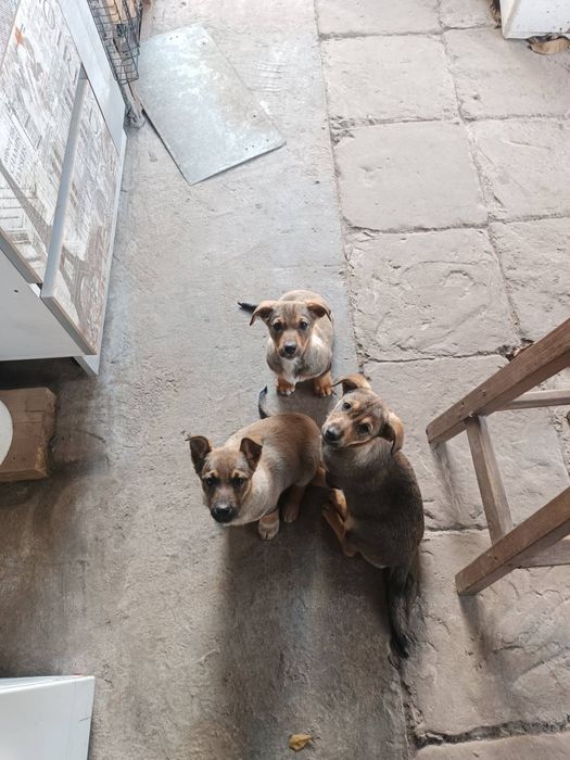 Цуценята віддам в добрі руки