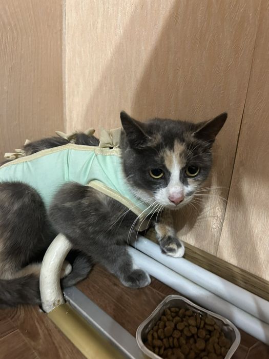 Кішечка молода стерилізована.