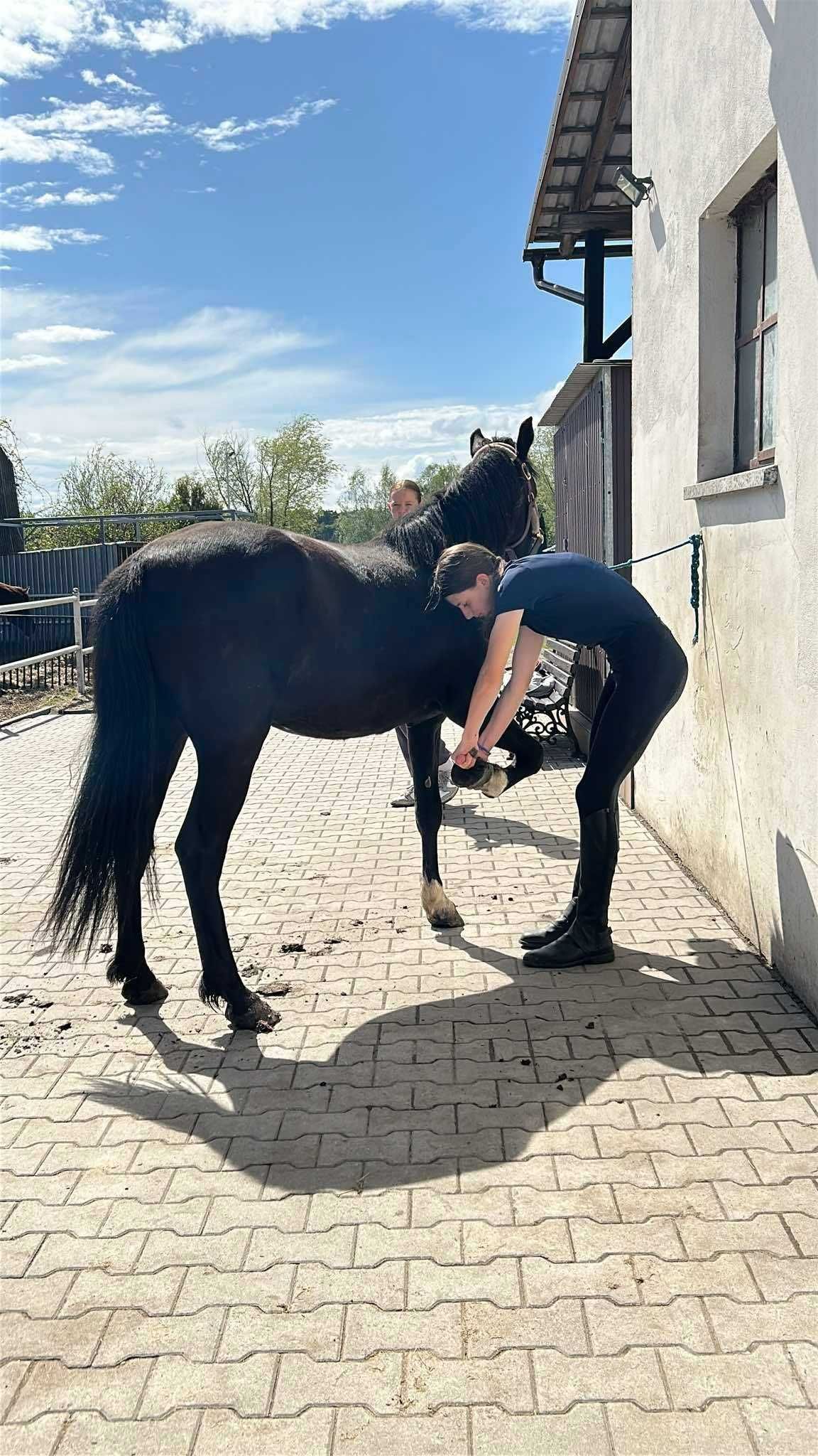 Zdrowa klacz, po KWPN, 140cm