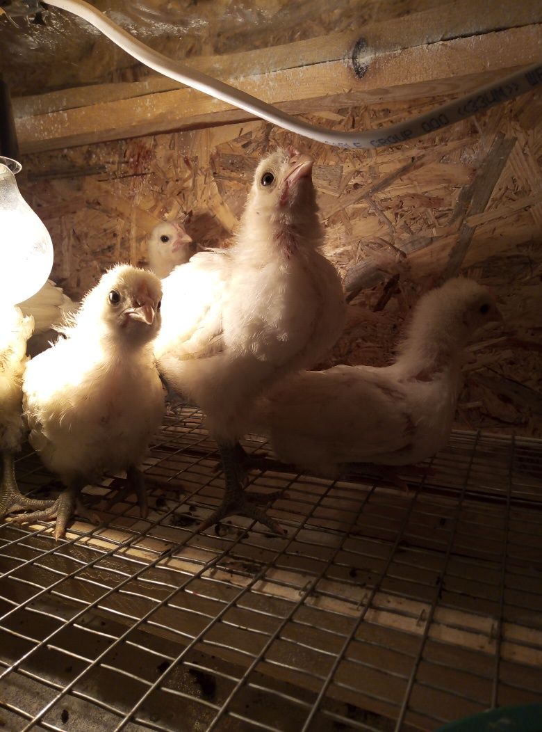 Кури цыплята Бресс Гальский инкубационное яйцо